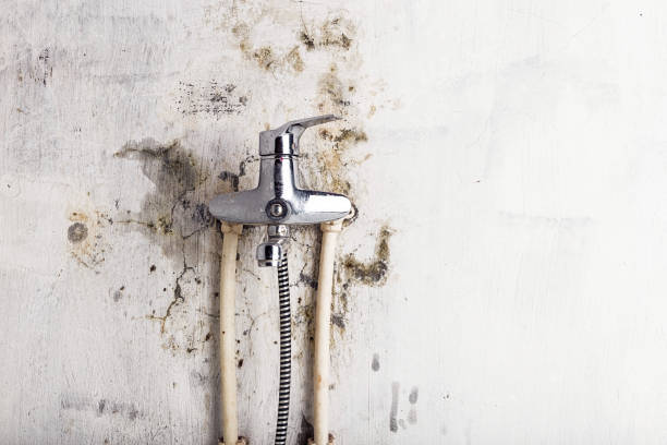 Trusted Delcambre, LA Mold Remediation Experts