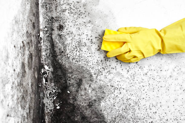 Best Mold Testing and Inspection Services in Delcambre, LA