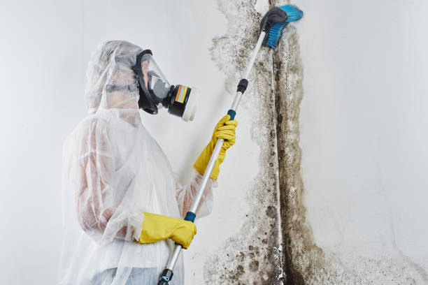 Best Residential Mold Remediation in Delcambre, LA