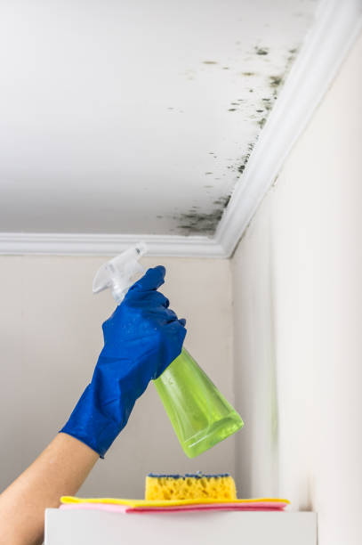 Best HVAC Mold Remediation in Delcambre, LA